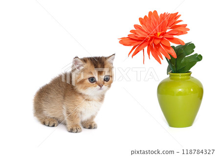 Small scottish kilt kitten and a vase with a red flower Small scottish kilt kitten and a vase with a red flower 118784327