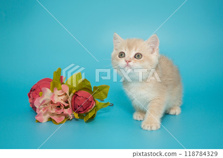 Small cream-colored  kitten and flowers 118784329