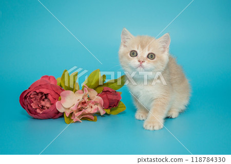 Small cream-colored  kitten and flowers Small cream-colored  kitten and flowers 118784330