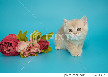Small cream-colored Scottish kitten 118784334