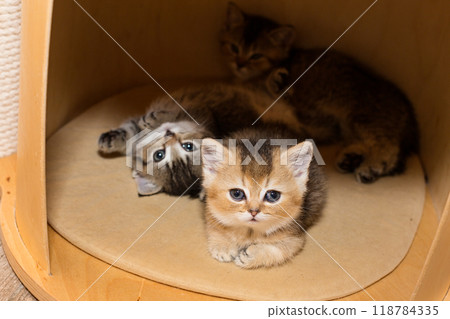 Three small kittens  sleep together in a house Three small kittens  sleep together in a house 118784335