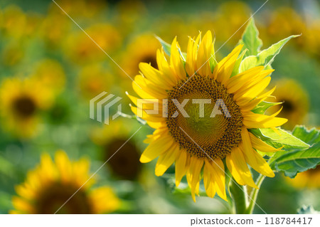 Sunflower blooming towards the sun 118784417