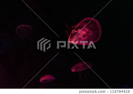 Jellyfish floating in the water tank Jellyfish floating in the water tank 118784428