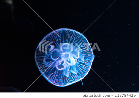Floating jellyfish Floating jellyfish 118784429
