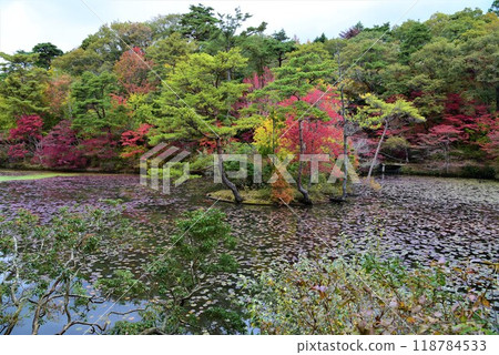 神戶森林植物園秋景 神戶森林植物園秋景 118784533