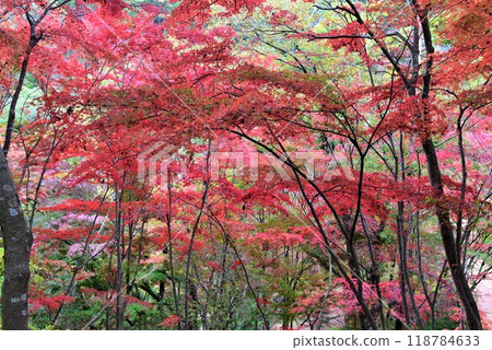 神戶森林植物園秋景 神戶森林植物園秋景 118784633