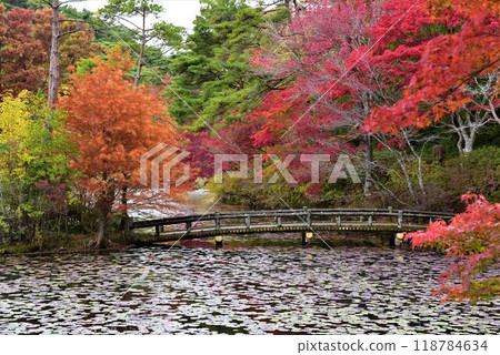 神戶森林植物園秋景 神戶森林植物園秋景 118784634