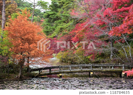 神戶森林植物園秋景 118784635