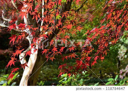 神戶森林植物園秋景 118784647