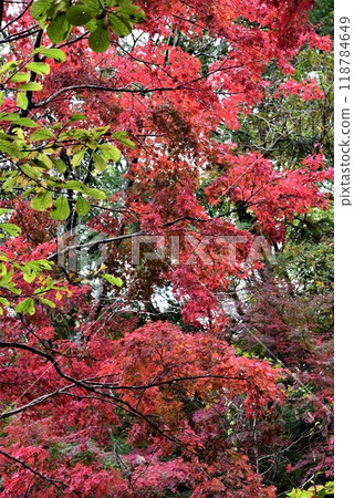 神戶森林植物園秋景 118784649