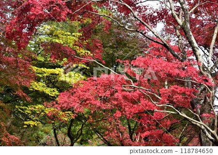 神戶森林植物園秋景 118784650