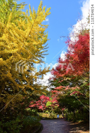 神戶森林植物園秋景 神戶森林植物園秋景 118784654