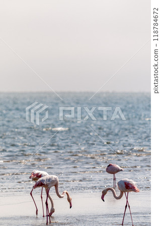 Flamingos near Walvis Bay Flamingos near Walvis Bay 118784672