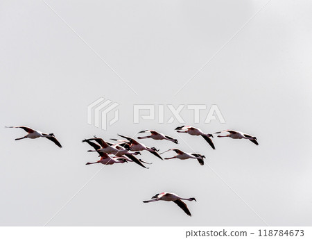 Flamingos near Walvis Bay Flamingos near Walvis Bay 118784673