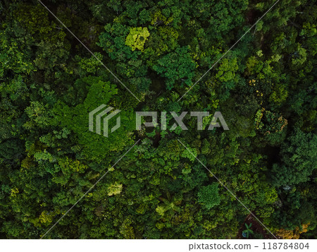 Tree crowns of endemic trees in Santa Catarina, Brazil. Aerial view 118784804