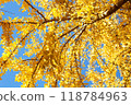 Ginkgo tree seen from above 118784963