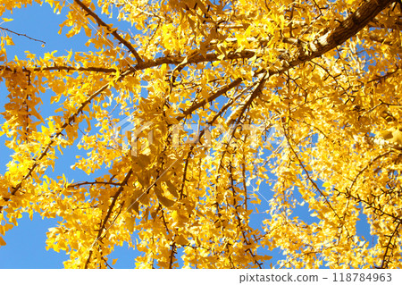 Ginkgo tree seen from above Ginkgo tree seen from above 118784963