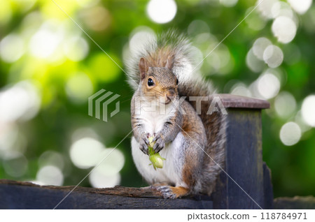 Portrait of a cute grey squirrel eating green hazelnuts on a garden fence 118784971