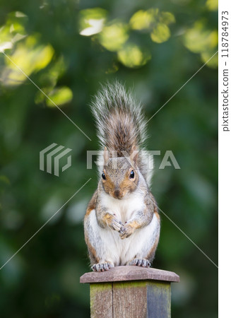 squirrel, wildlife, animal 118784973