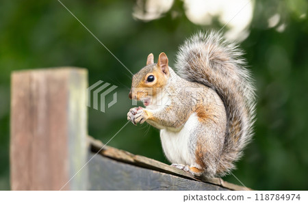 Portrait of a cute grey squirrel eating nuts on a garden fence 118784974