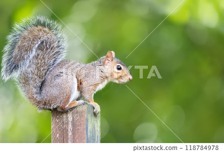 Portrait of a curious grey squirrel sitting on a garden fence post Portrait of a curious grey squirrel sitting on a garden fence post 118784978