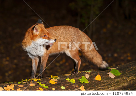 Portrait of a cute red fox with open mouth standing on a tree in the forest in autumn 118784984