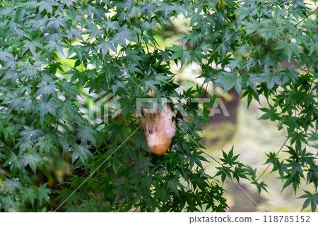 Sanzen-in Temple (the birthplace of Shomyo), Ohara Raigoincho, Sakyo Ward, Kyoto City, Jyuhekien (Frog's Egg) 118785152