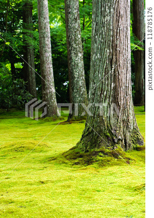 Sanzen-in Temple (the birthplace of Shomyo), Ohara Raigoin-cho, Sakyo-ku, Kyoto City; Yusei-en Garden (moss garden) 118785176