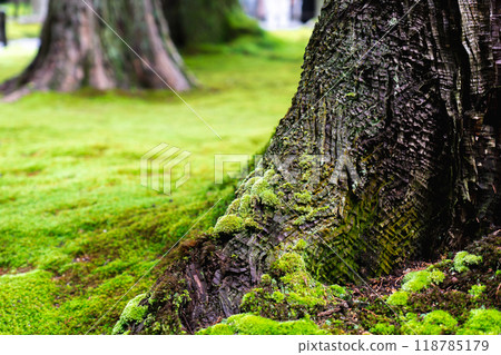Sanzen-in Temple (the birthplace of Shomyo), Ohara Raigoin-cho, Sakyo-ku, Kyoto City; Yusei-en Garden (moss garden) 118785179