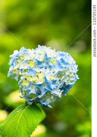 Sanzen-in Temple (the birthplace of Shomyo) Ajisaien, Ohara Raigoincho, Sakyo Ward, Kyoto City 118785195
