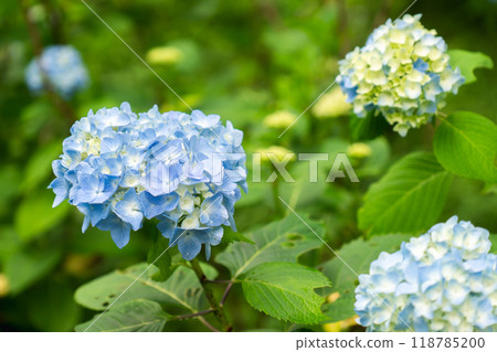 Sanzen-in Temple (the birthplace of Shomyo) Ajisaien, Ohara Raigoincho, Sakyo Ward, Kyoto City 118785200