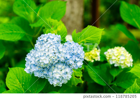 Sanzen-in Temple (the birthplace of Shomyo) Ajisaien, Ohara Raigoincho, Sakyo Ward, Kyoto City 118785205