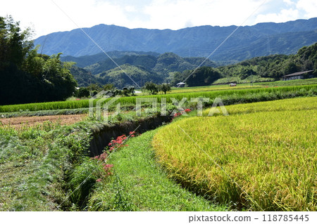 在稻田的稻田中開花的群集孤挺花 118785445