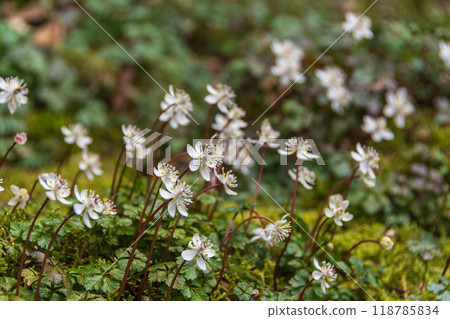 白花 白花 118785834
