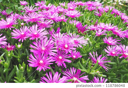 Pink flowers of daisy are blooming Pink flowers of daisy are blooming 118786048