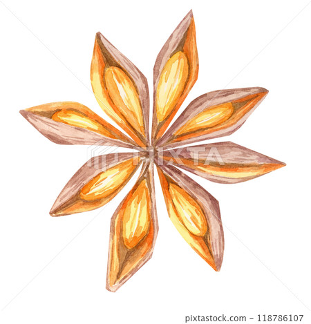 Star-shaped anise pod in rich brown and orange watercolor tones. Spices Clipart for use in holiday packaging, festive recipe books, or elegant spice-related branding materials 118786107
