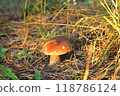 White mushroom in a clearing in a natural environment, autumn leaves, sun rays,  selective focus 118786124