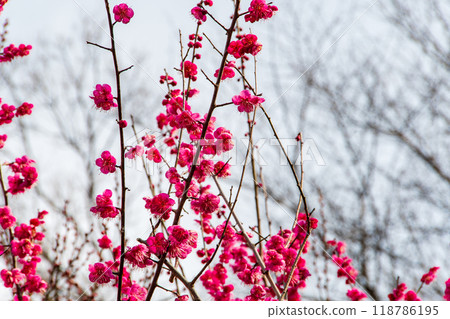 Red plum flower 118786195