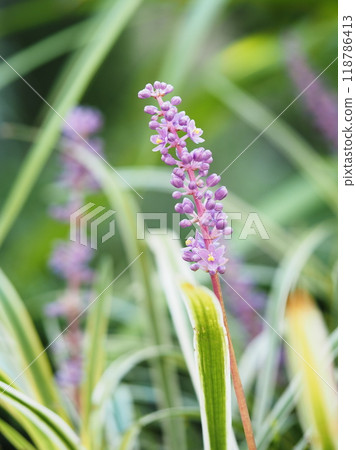 花園裡盛開的亞布蘭花 花園裡盛開的亞布蘭花 118786413