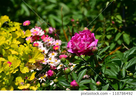 Colorful Peony Flowers Colorful Peony Flowers 118786492