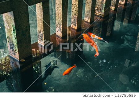 Kashima Shrine, Mitarai Pond, Mitarashiike Carp (Kashima City, Ibaraki Prefecture) Kashima Shrine, Mitarai Pond, Mitarashiike Carp (Kashima City, Ibaraki Prefecture) 118786689