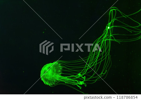 Atlantic sea nettle jellyfish swimming underwater aquarium pool with bright green neon light Atlantic sea nettle jellyfish swimming underwater aquarium pool with bright green neon light 118786854