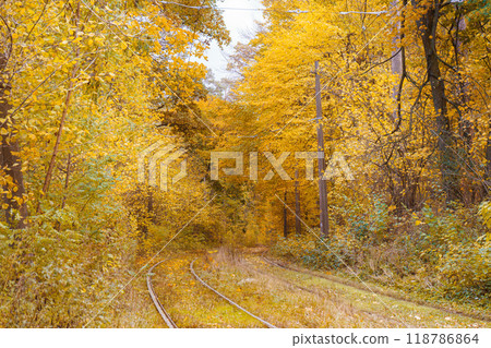 Rails, railway in yellow autumn deciduous forest. Fall landscape in park with tramway 118786864