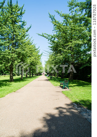 A narrow road lined with large trees leading to a green park under bright sunlight in Cardiff, the capital of Wales A narrow road lined with large trees leading to a green park under bright sunlight in Cardiff, the capital of Wales 118787028