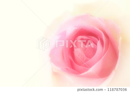 Rose texture (pink x cream) Rose texture (pink x cream) 118787036