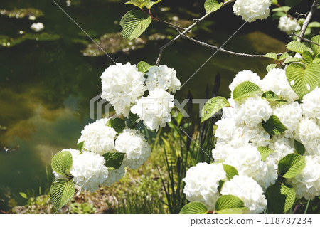 The water surface and pure white blooming Japanese snowbell flowers 118787234