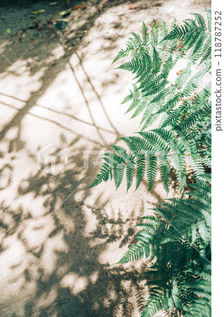 Fern leaves illuminated by light 118787252