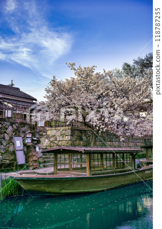 Cherry blossom season in Hachimanbori 2023 118787255