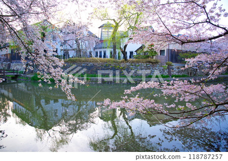 Cherry blossom season in Hachimanbori 2023 118787257
