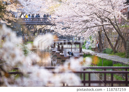 Cherry blossom season in Hachimanbori 2023 Cherry blossom season in Hachimanbori 2023 118787259